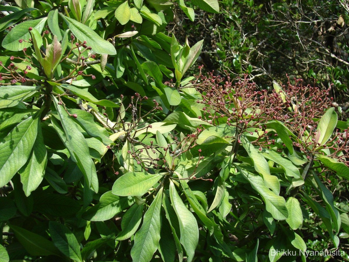 Euphorbia umbellata (Pax) Bruyns